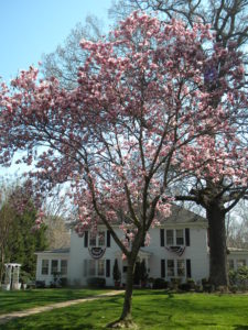 Spring Vacation in Williamsburg
